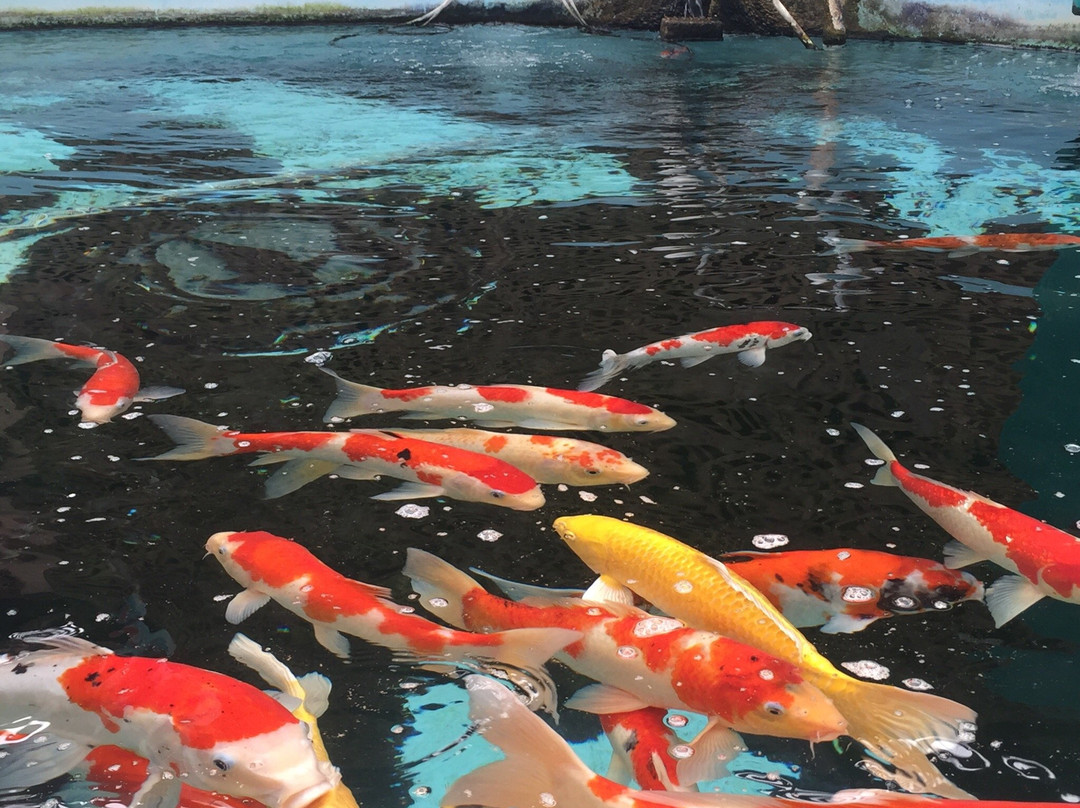 Adkins旅游景点-Water Garden Gems