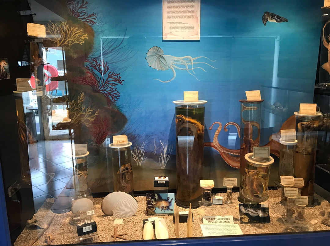 Musee des Coquillages-圣让卡弗尔拉必去景点