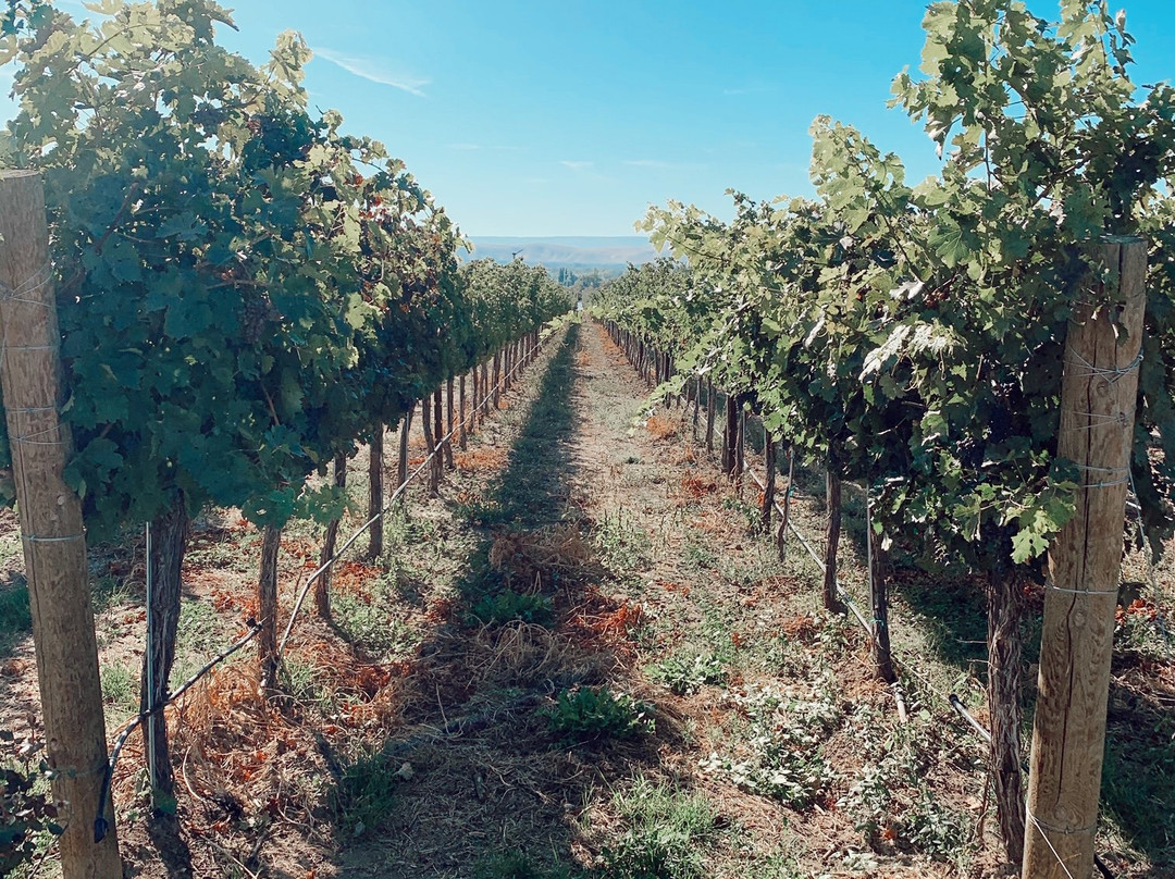 Two Mountain Winery景点图片