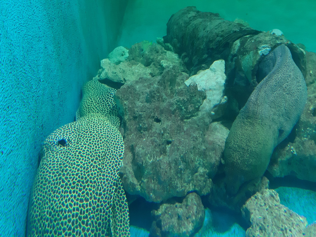Mauritius Aquarium景点图片