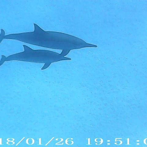 Sataya Dolphin Reef景点图片