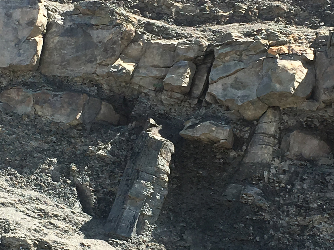 Joggins Fossil Cliffs Centre景点图片