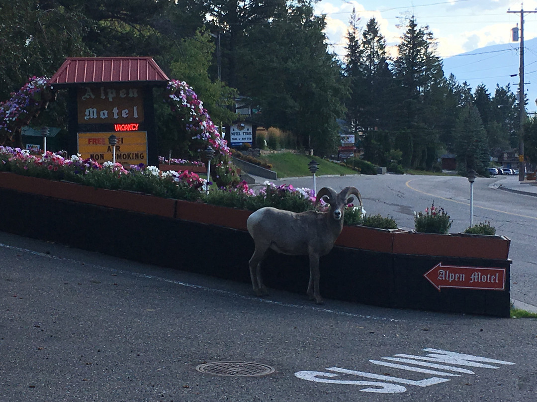 Alpen Motel主图