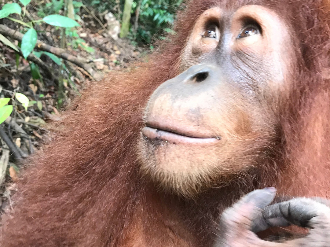 Sumatra Orang Utan Treks景点图片