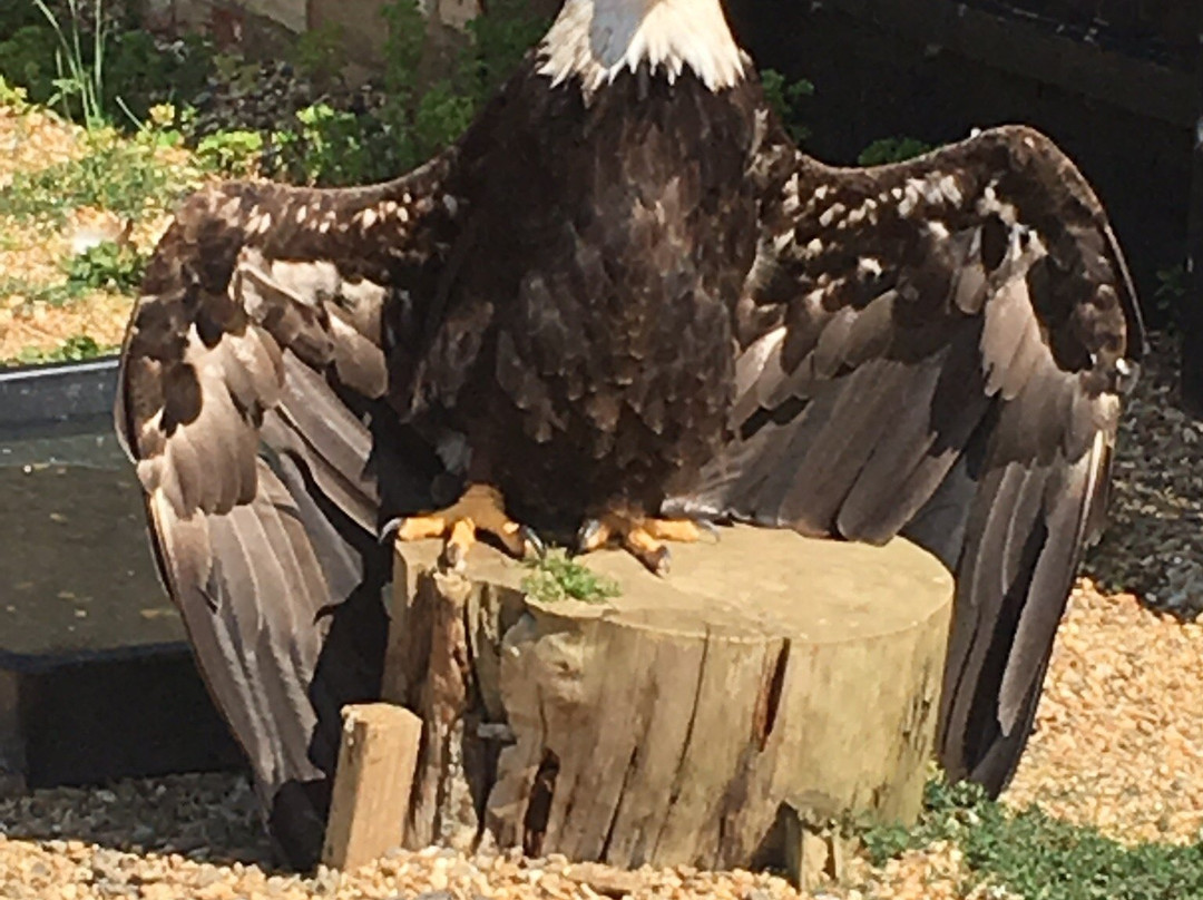 Birds of Prey Centre-Wilstead必去景点