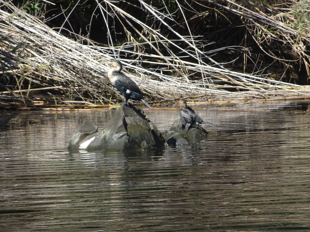 Keurbooms River Ferries Closure Notice-普利登堡湾必去景点