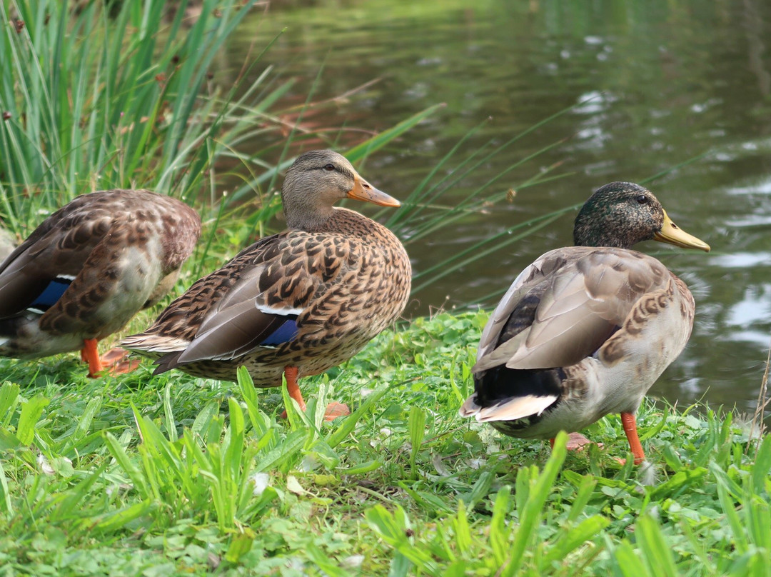 Kinderboerderij Pietersheim景点图片
