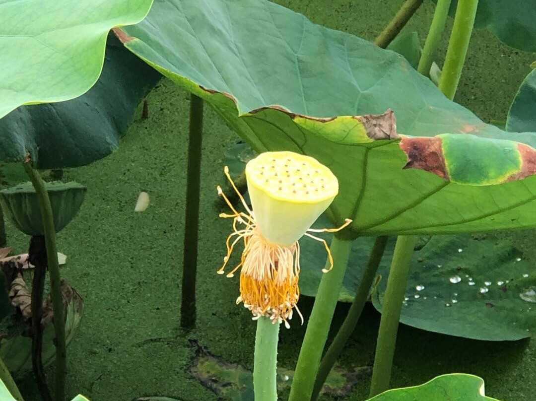Siheung Lotus Flower Theme Park-始兴市必去景点