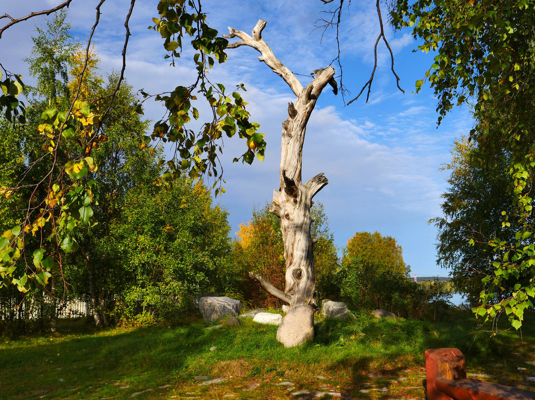 Lyonnrota Pine Tree景点图片
