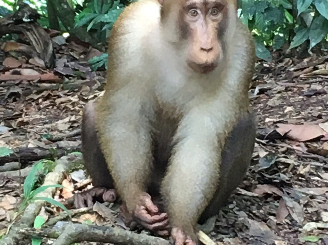 The Bohorok Orangutan Centre at Bukit Lawang-武吉拉旺必去景点