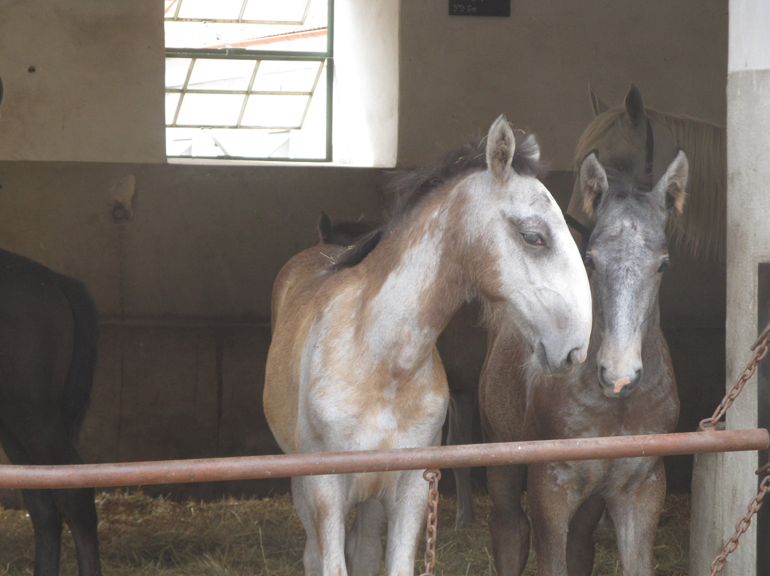 National Stud Kladruby nad Labem-Kladruby必去景点