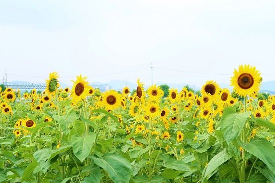 Sunflower Hill Park-小野市必去景点