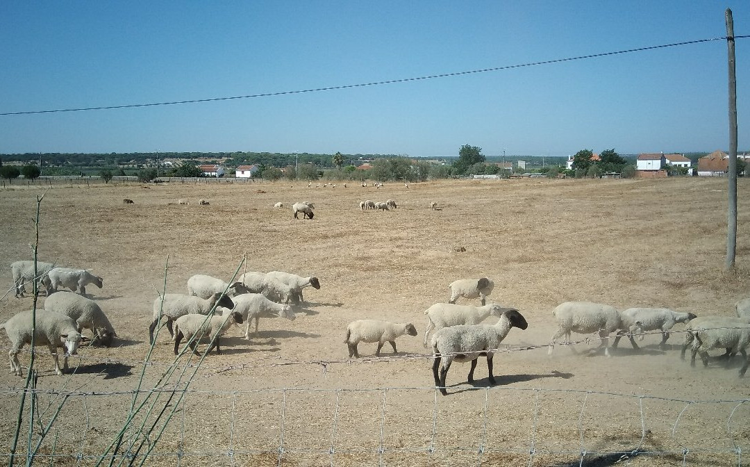 Casa do Cerrado主图