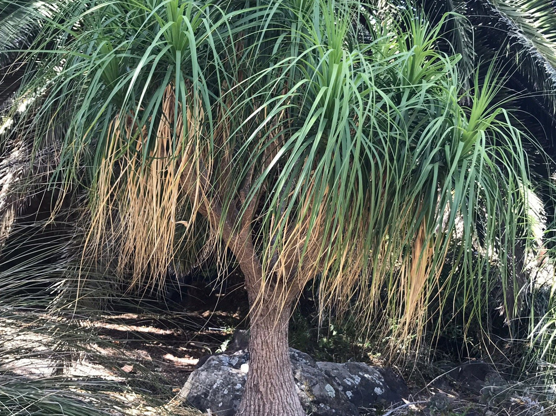 Jardín Botánico Viera y Clavijo景点图片