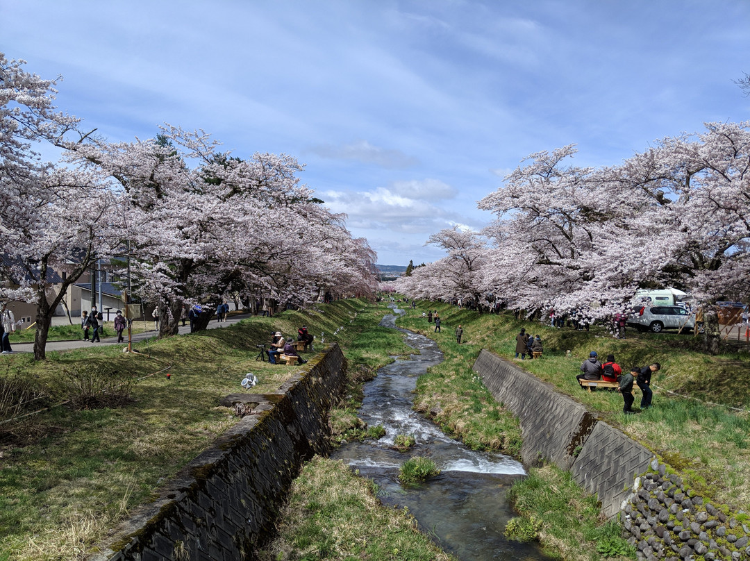 Sakura Trees Along Kannonji River景点图片