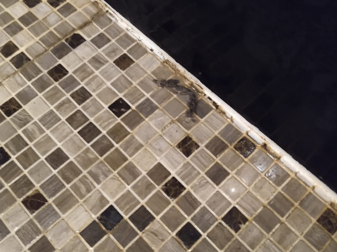 King William IV Heydon主图