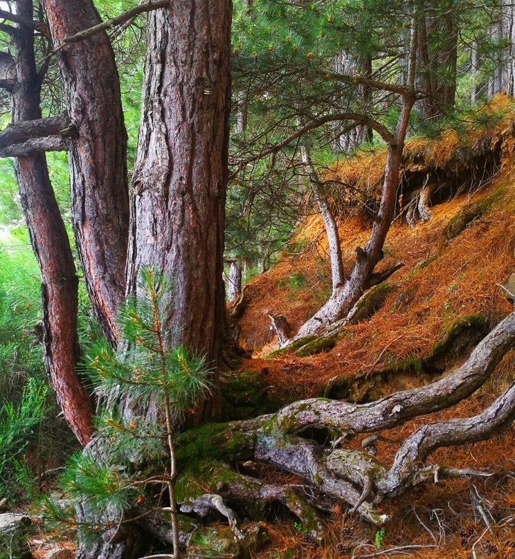 Province of Cosenza旅游攻略图片