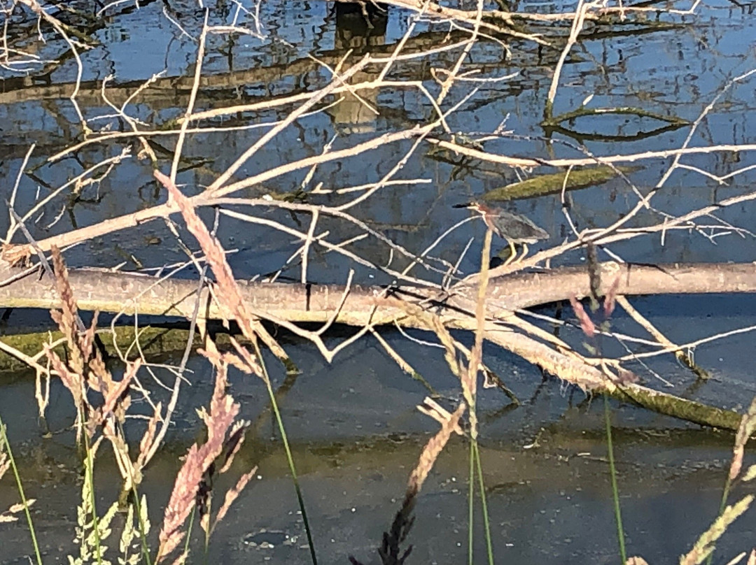 Harbor Town Inn, BW Signature Collection主图