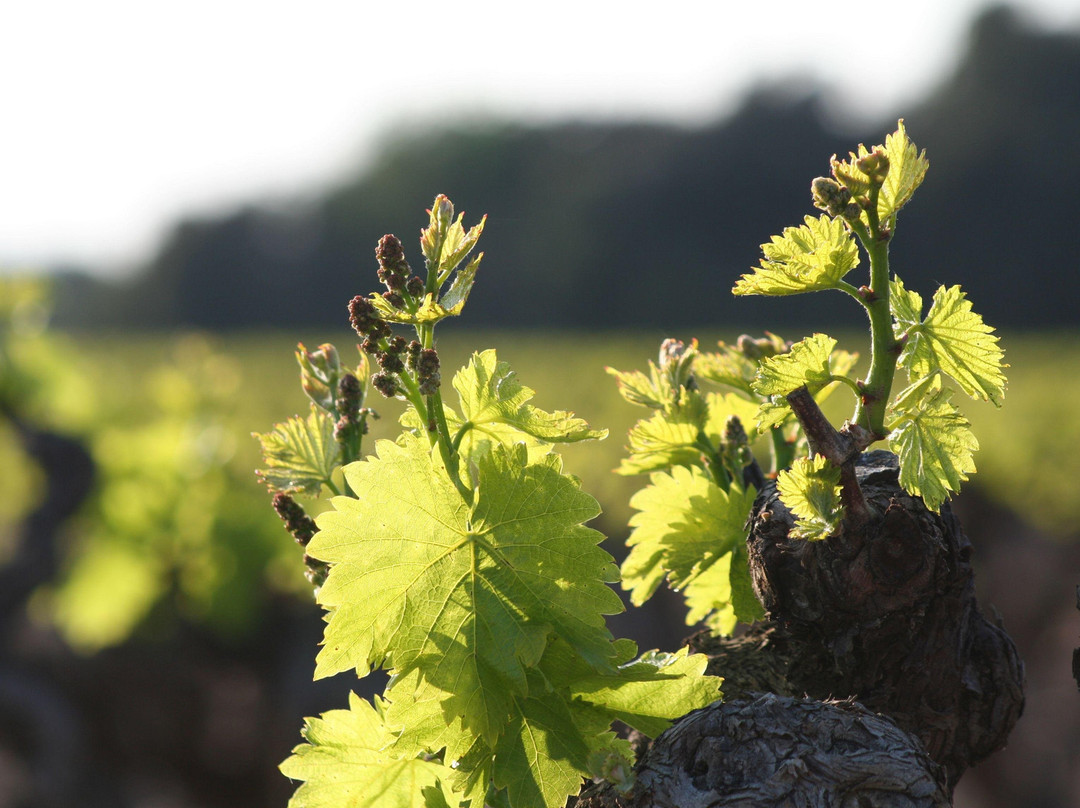 Domaine du Bois de Saint Jean-Jonquerettes必去景点