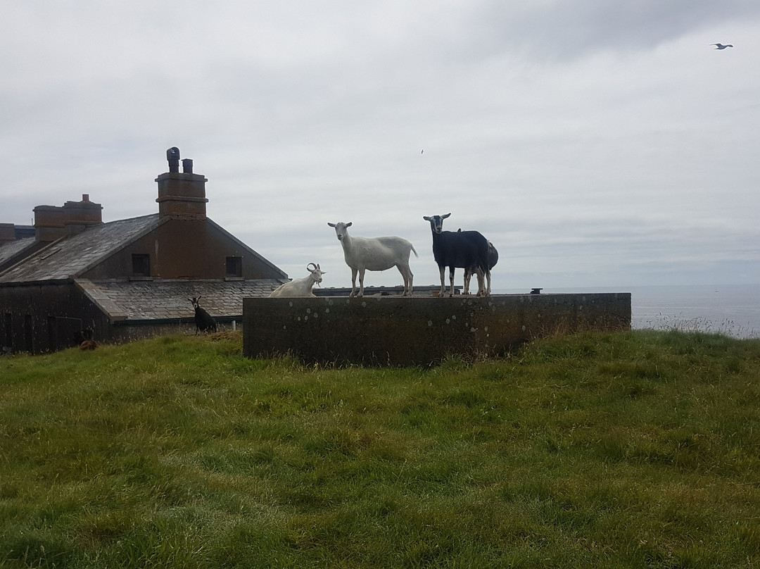 Ballycotton Island Lighthouse Tours景点图片