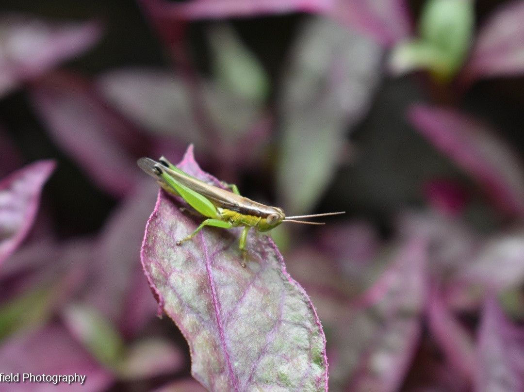 Rumah Dharma 2 Riverside主图