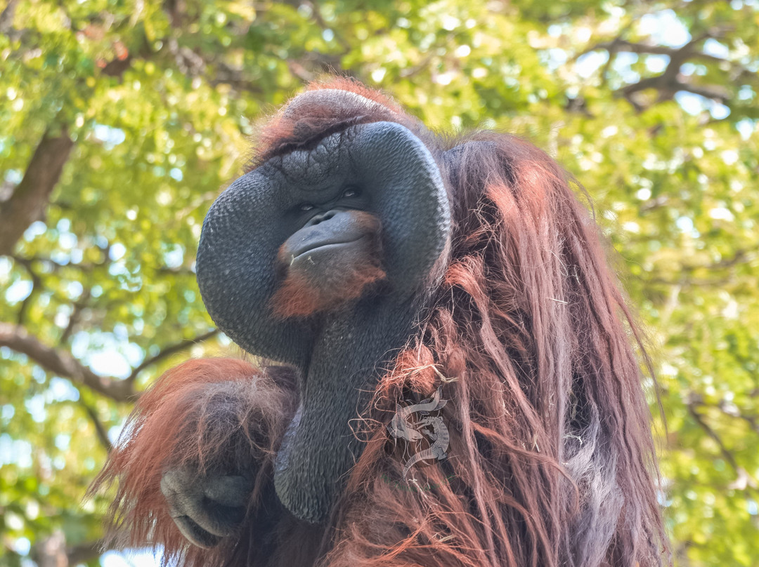 Surabaya Zoo-泗水必去景点