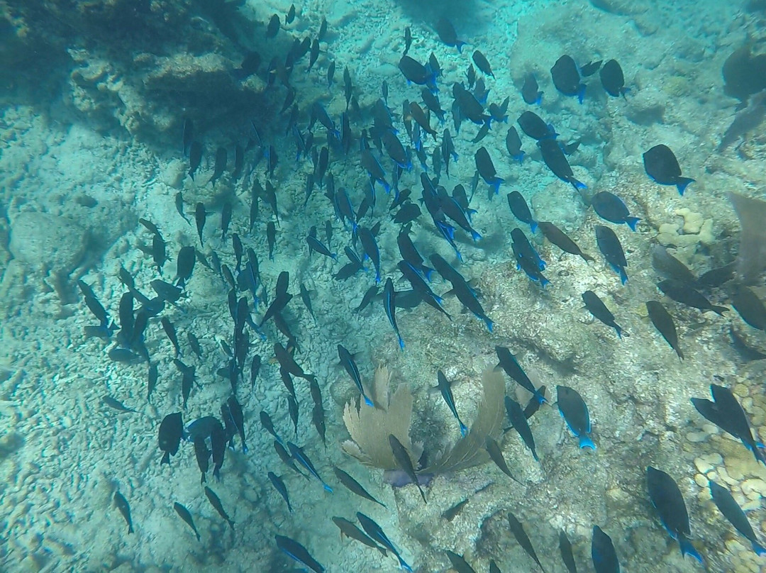 Looe Key (Florida Keys National Marine Sanctuary)景点图片