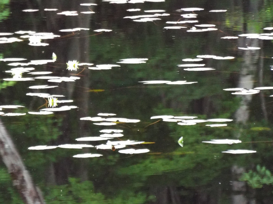 Yanohara Wetlands-昭和村必去景点