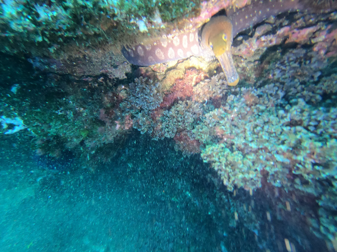 Octopus Diving Center景点图片