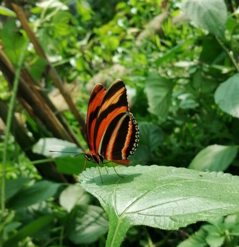 Jardin Y Mariposario Peniel景点图片