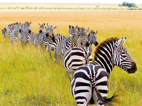Kenya Incentive Tours & Safaris - Day Tours