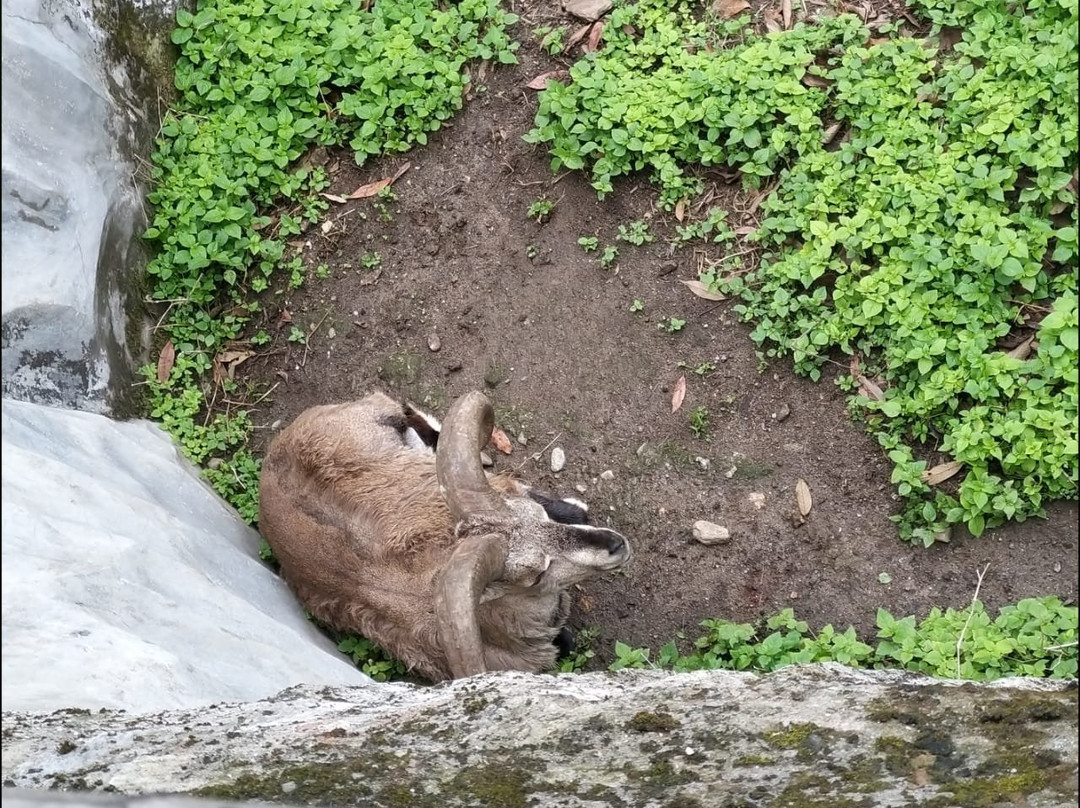 Himalayan Zoological Park-甘托克必去景点
