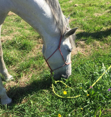 Camino De Santiago A Caballo