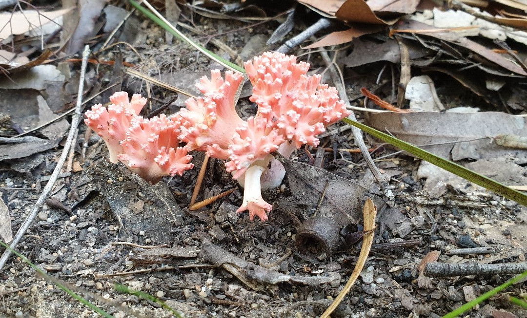Ulladulla Wildflower Reserve景点图片