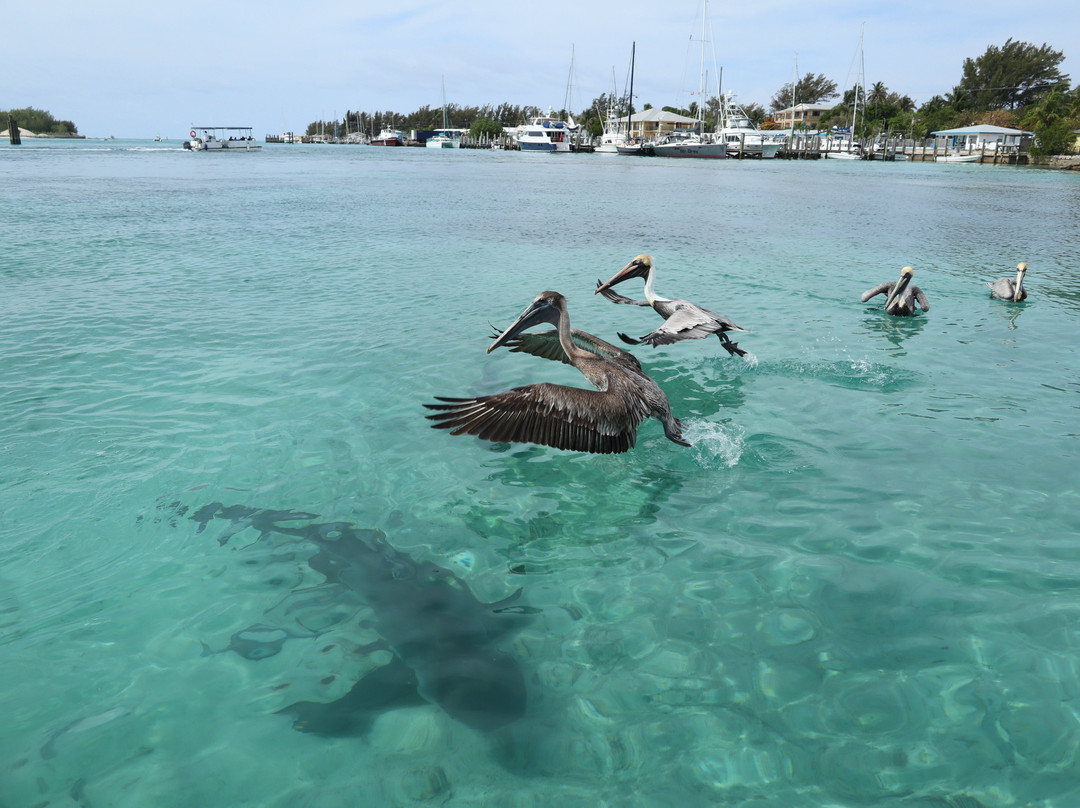 Bimini Bull Run-Bimini必去景点