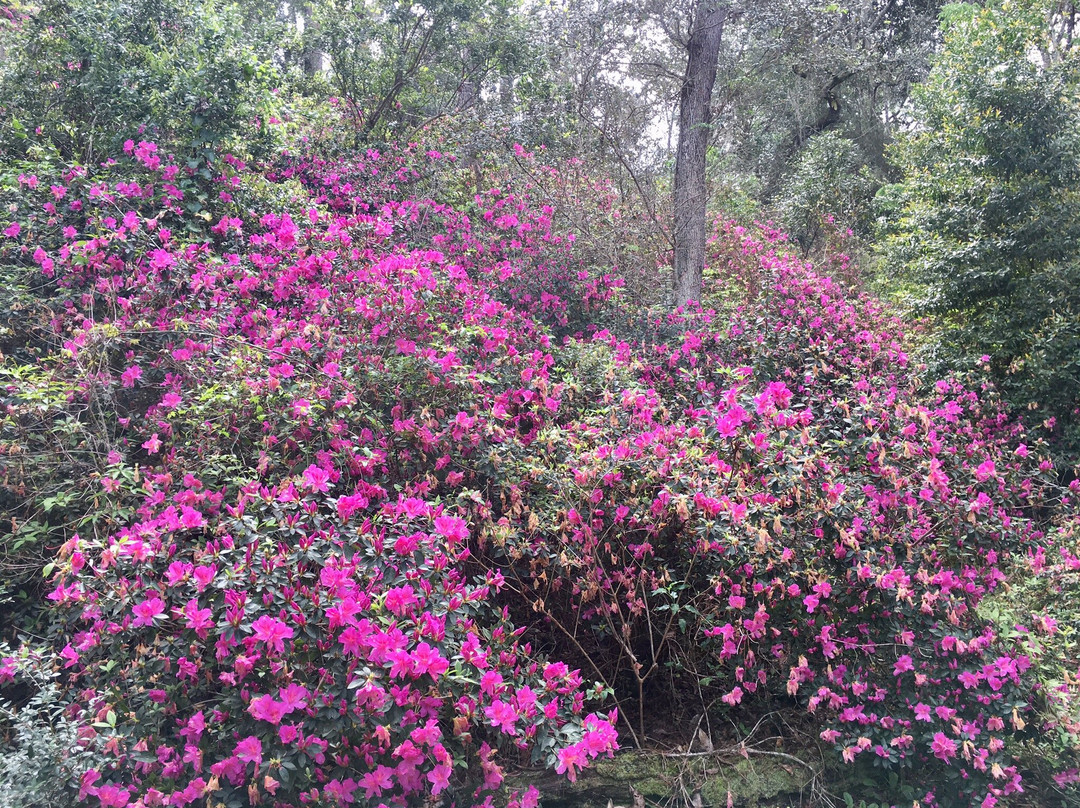 Ravine Gardens State Park景点图片