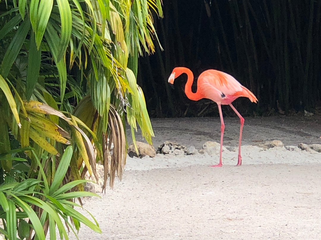 Flamingo Gardens景点图片