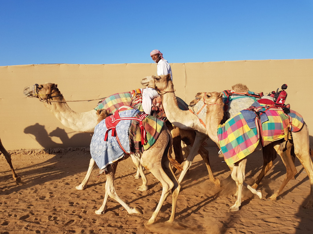 Al Sawan Camel Track-哈伊马角必去景点