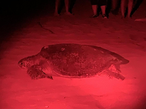 Loco Tours Costa Rica-塔马林多必去景点