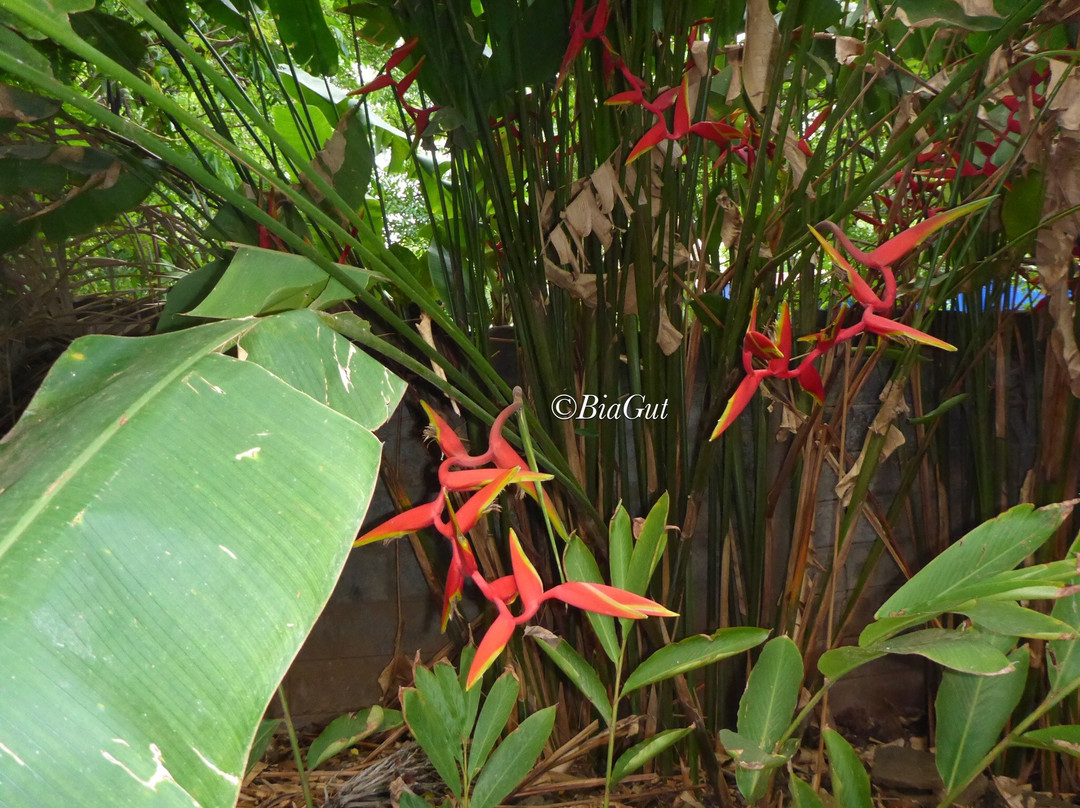 Jardin Tropical景点图片