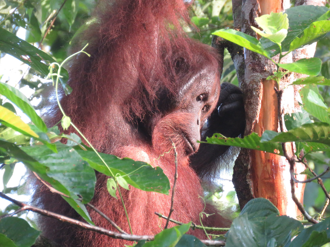 Tabin Lodge and Wildlife Rainforest Tour-拉哈达图必去景点