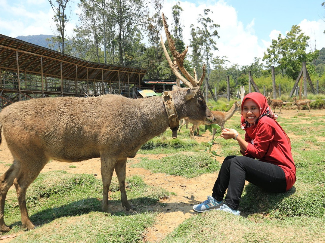 Kampung Cai Ranca Upas景点图片