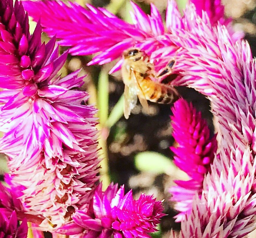 Cutler Botanic Garden-宾厄姆顿必去景点