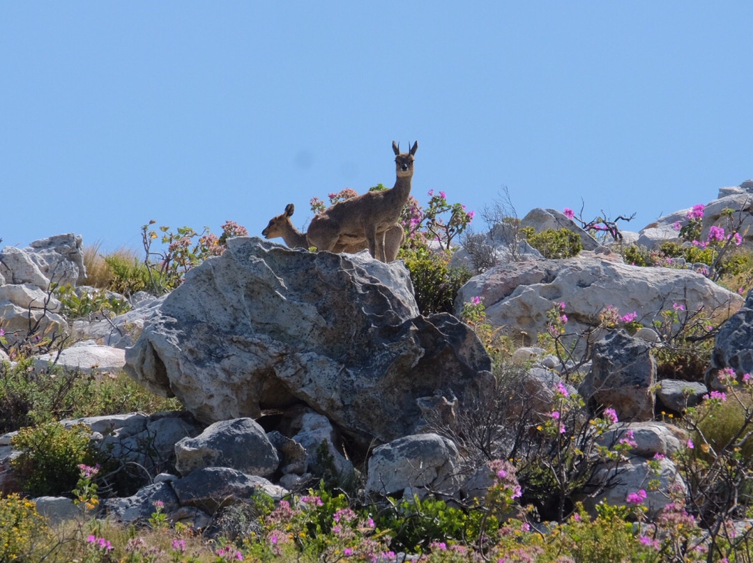 Discovery Tours - Day Tours-开普敦中心区必去景点