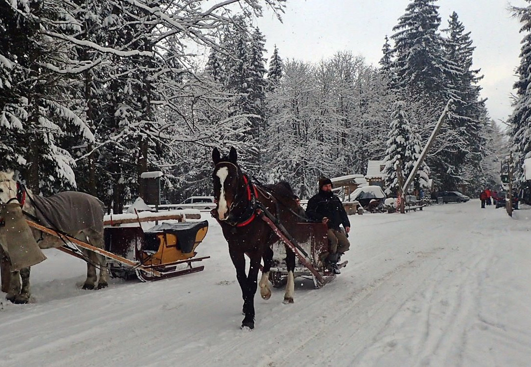 Sleigh Ride in the Tatra National Park景点图片