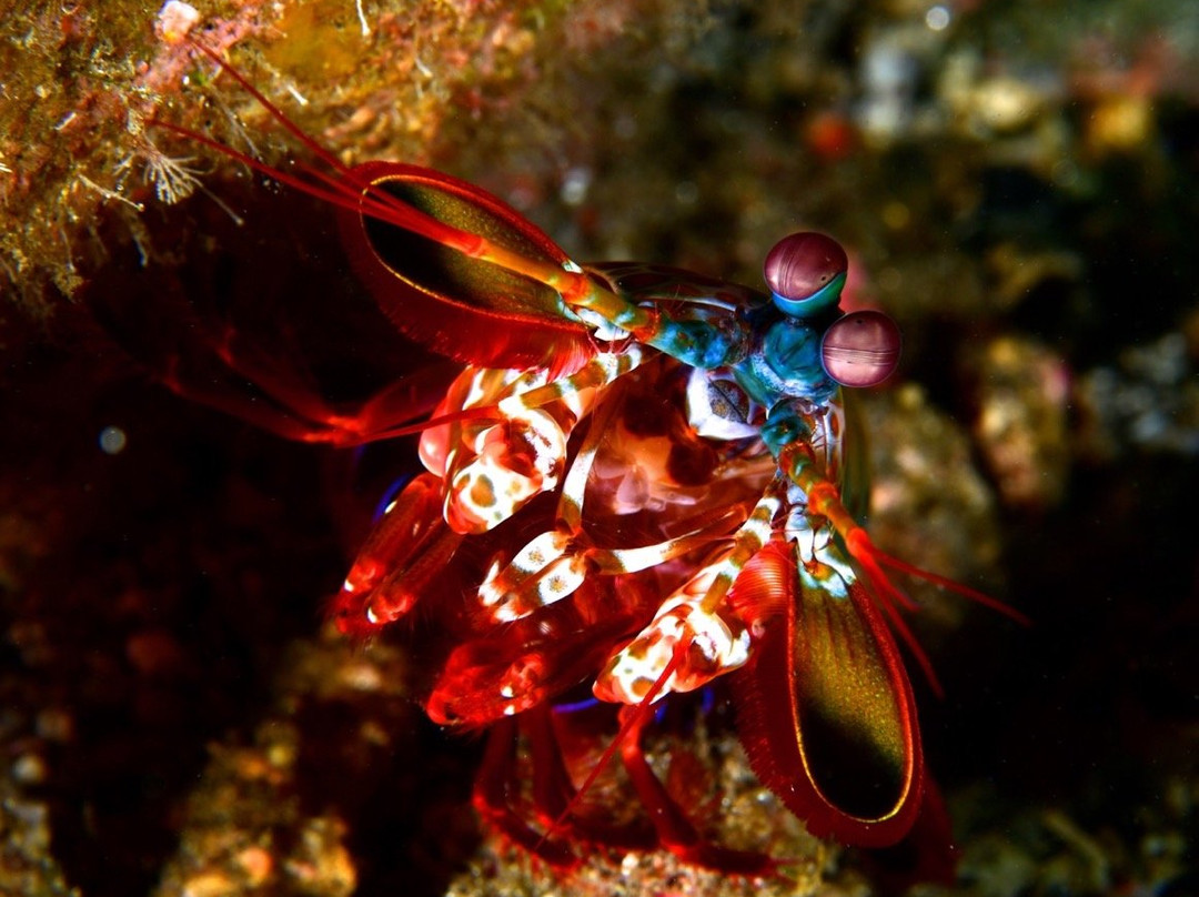 Yakushima Diving Service Mori-to-Umi景点图片