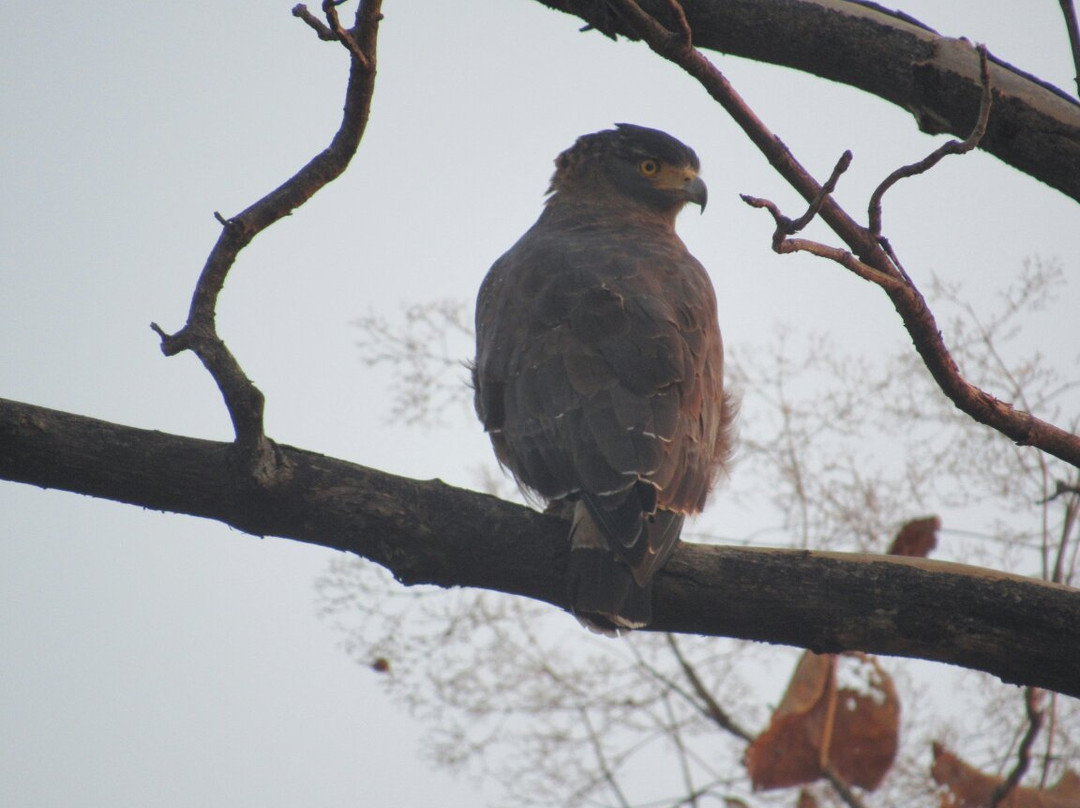 Kheoni Wildlife Sanctuary景点图片