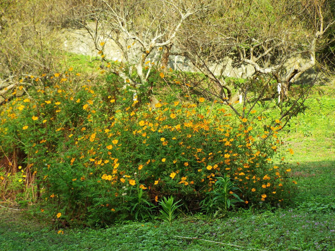 Radiant Flower Hill Park-二宫町必去景点