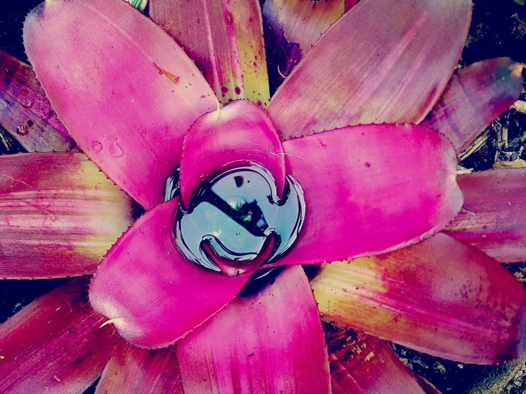 Sedgefield旅游景点-Bk Garden Route - Bromeliad Kingdom