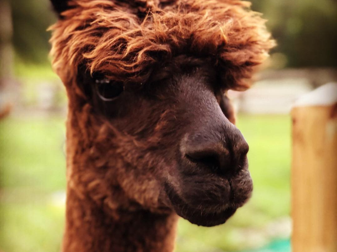 Shaw Farms-纽南必去景点